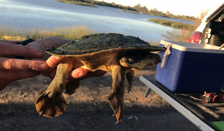 Murray River turtle, Riverglade. Photo: Emily Brown/Foundation for National Parks and Wildlife