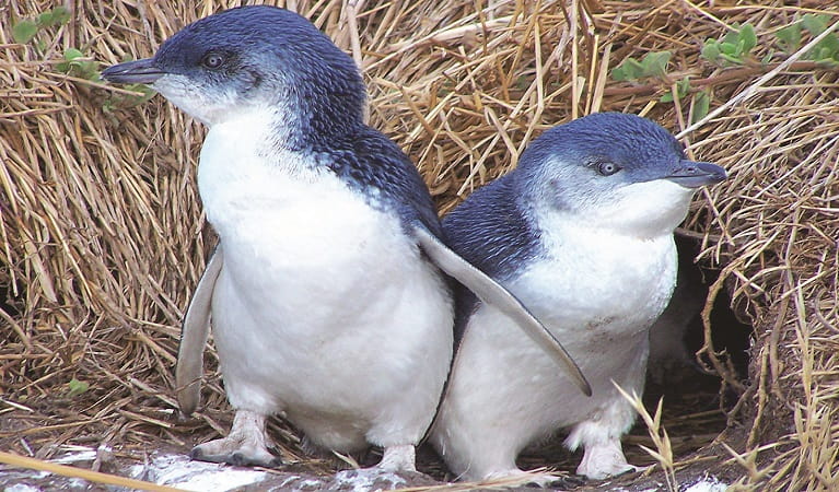 Penguin pair. Photo: M Kuhn