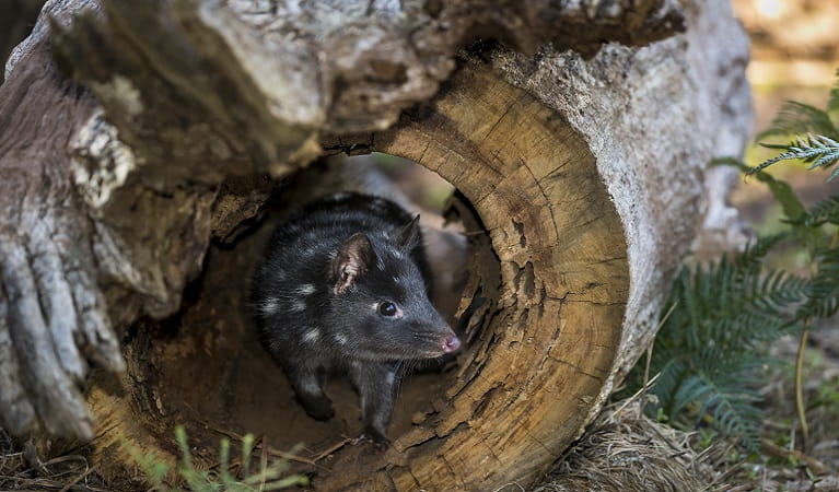 Quoll taking shelter in hollow log. Photo: David Stowe