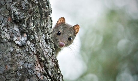 A spotted-tailed quoll on a tree. This vulnerable species is the largest remaining carnivorous marsupial on mainland Australia and is part of the Saving our Species conservation program. Credit: Lachlan Hall &copy; DCCEEW