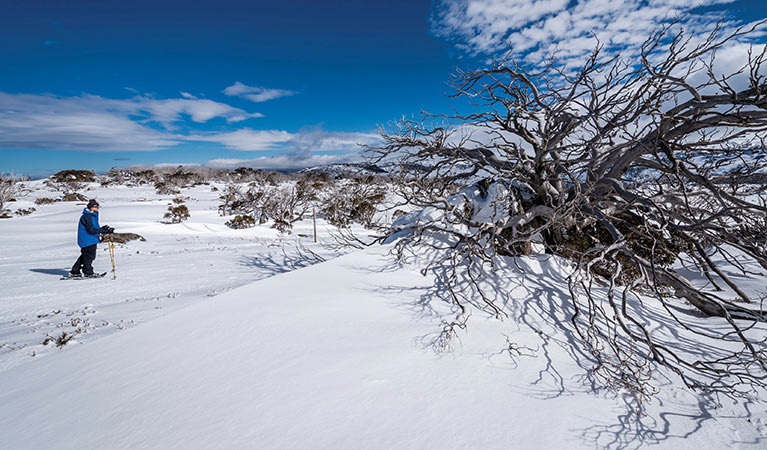 Cross-country skiing in Perisher, Kosciuszko National Park. Photo: John Spencer/OEH