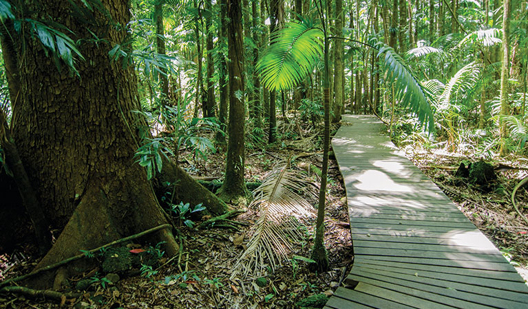 Nightcap National Park boardwalk. Credit: John Spencer &copy;  John Spencer/DPIE