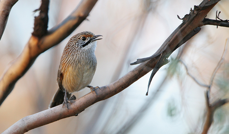 A striated grasswren bird in a tree. Photo credit: Dean Ingwersen © Dean Ingwersen