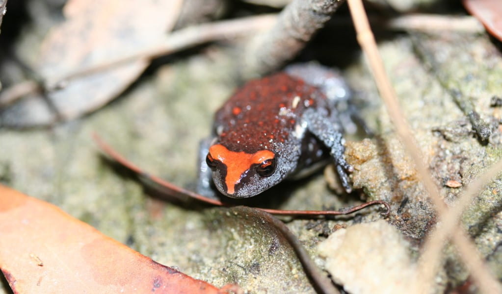 A red-crowned toadlet amongst leaf litter. Photo &copy; Kelly Nowak