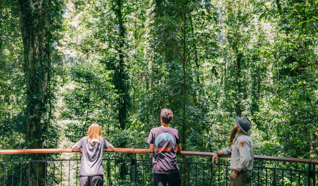 2 visitors and a guide on Wonga walk in Dorrigo National Park. Photo: Jay Black © DPE