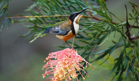 An eastern spinebill on a grevillea flower. Photo &copy; Andrew Turbill