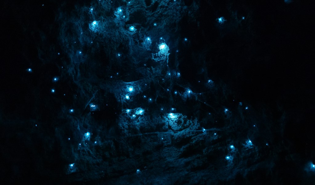 Glow worms in Wollemi National Park. Photo: Andrew Kaineder © DCCEEW
