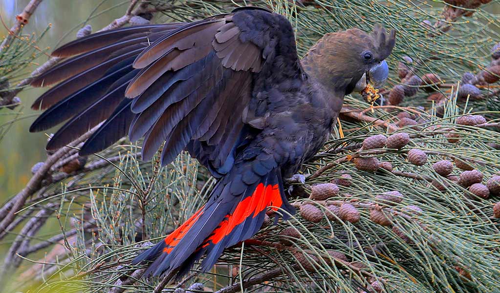 Profile view of a glossy black-cockatoo feeding on casuarina tree seed cones. Photo: &copy; Charles Dove
