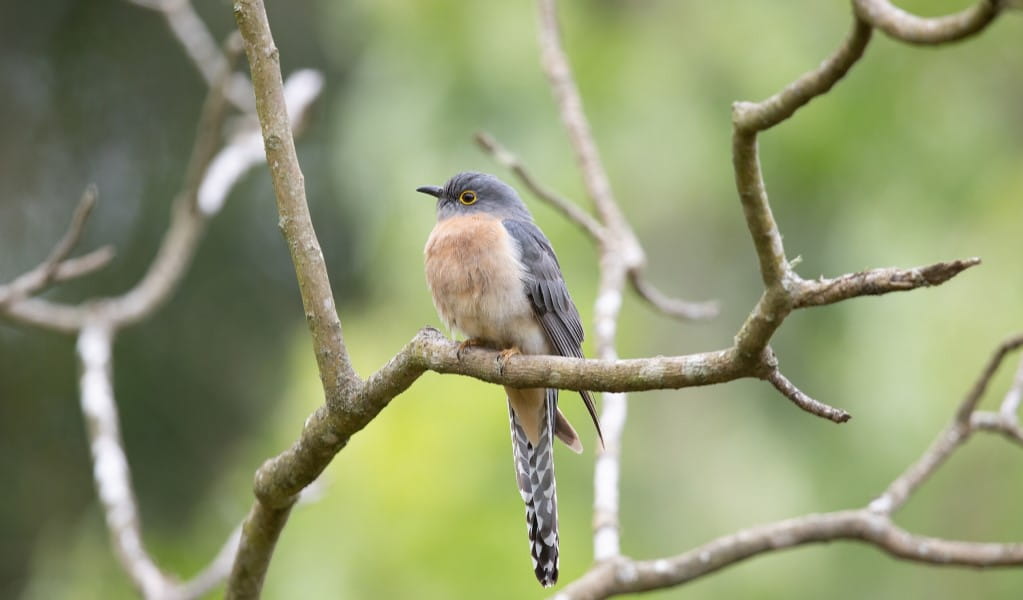 A fan-tailed cuckoo (Cacomantis flabelliformis) on a tree branch. Photo &copy; JJ Harrison (Creative Commons 3.0)