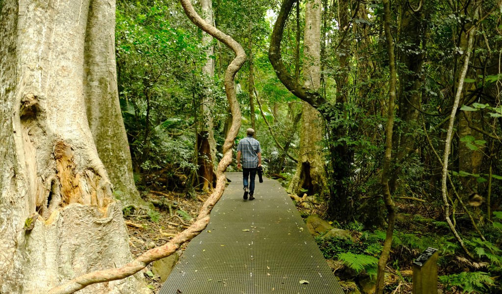 A man with a camera walks past vines on metal mesh track at Minnamurra Rainforest in Budderoo National Park. Photo: Elinor Sheargold © OEH
