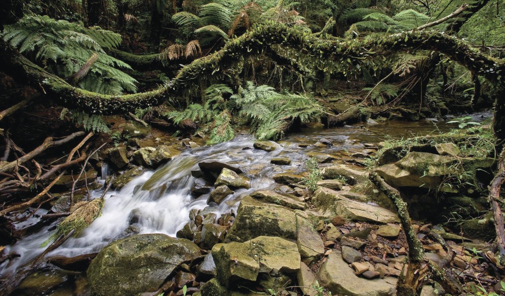 Minnamurra River in Budderoo National Park. Photo: Michael Van Ewijk © OEH