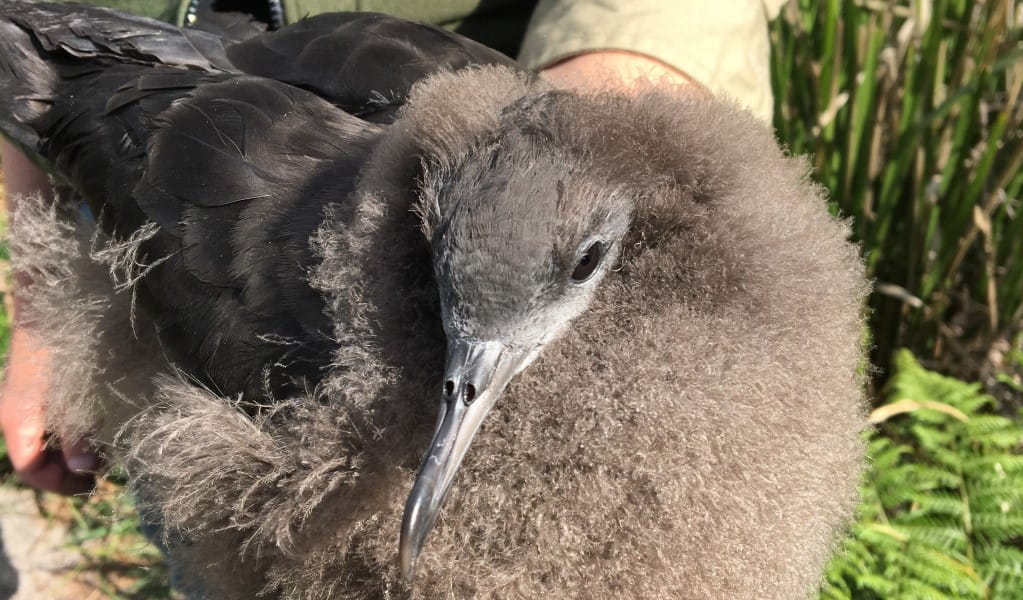 Wedge-tailed shearwater chick. Photo Lucas Grenadier &copy; OEH