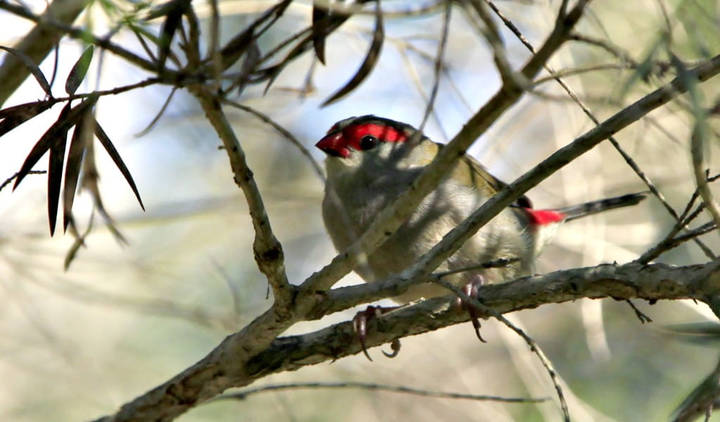 A red-browed firetail in a tree. Photo &copy; Rosie Nicolai