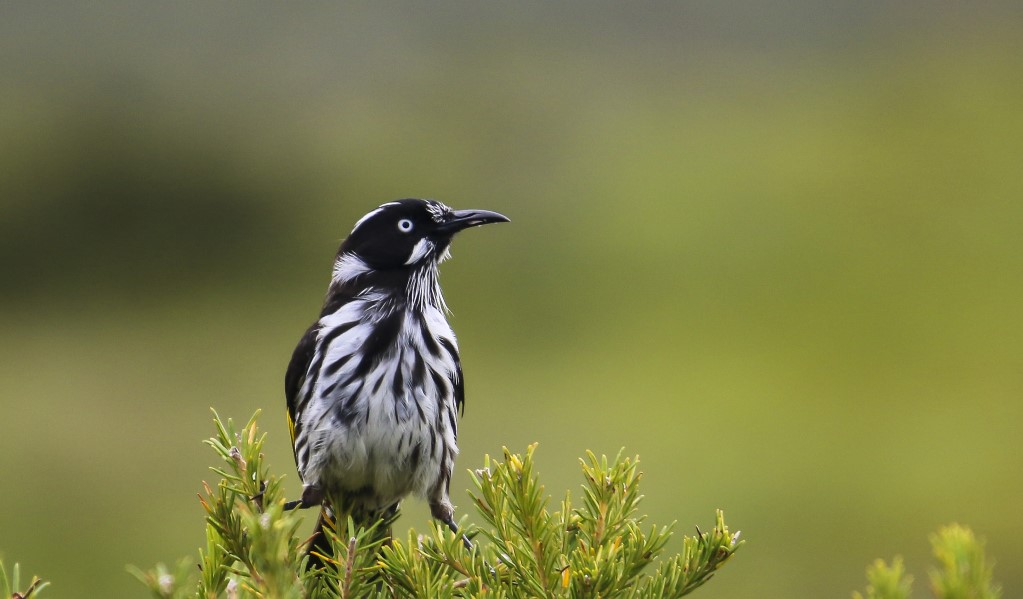 A New Holland honeyeater. Photo: David Croft &copy; OEH