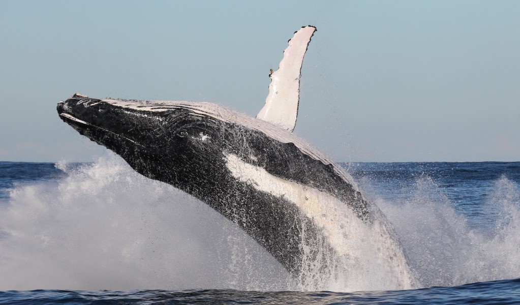 A humpback whale breaching. Photo: Jonas Liebschner © OEH