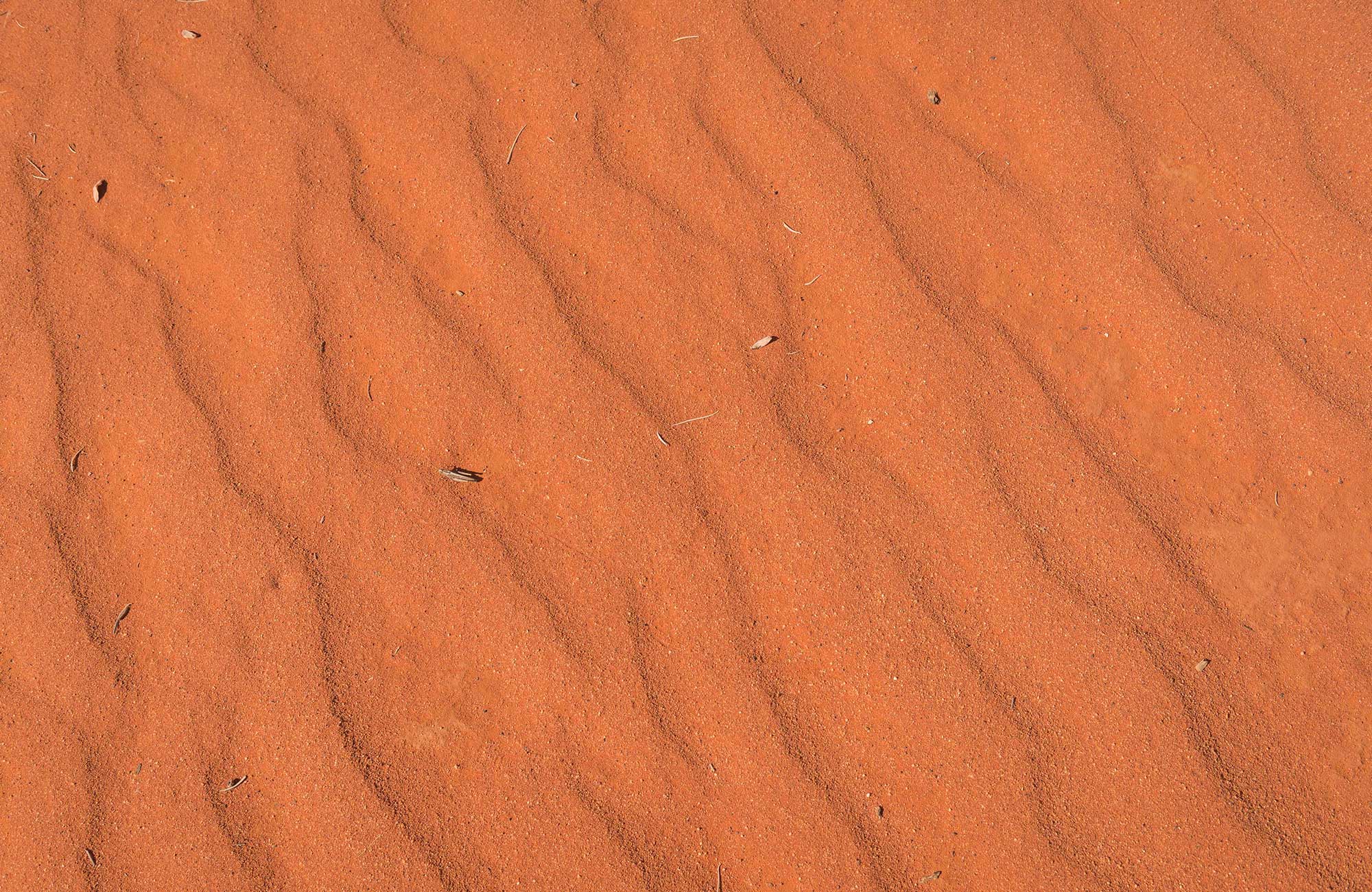 Close up of red sand in Sturt National Park. Photo: John Spencer/OEH