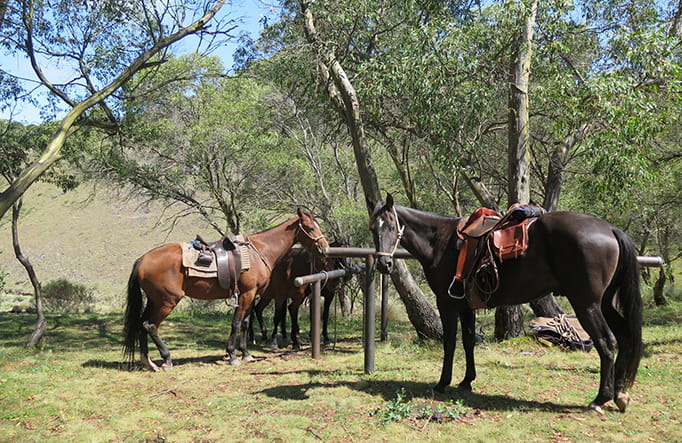 Horses at dedicated hitching posts on a trail in the High Plains area of Kosciuszko National Park.  Photo credit: Elinor Sheargold &copy; DPIE