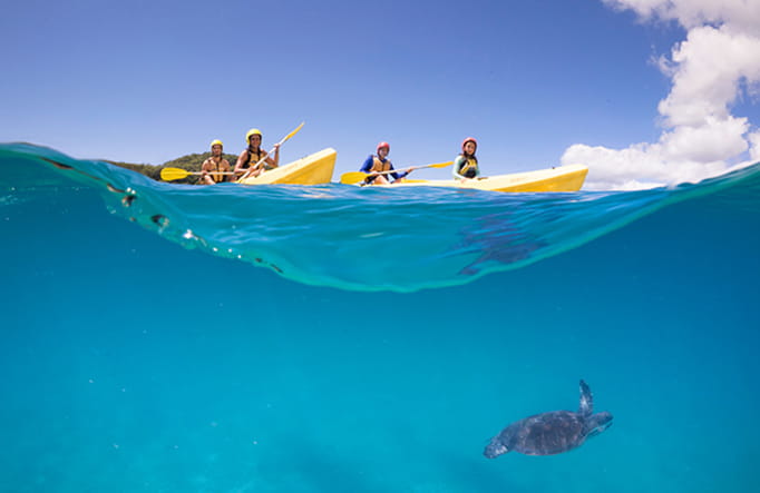 People in 2 yellow double kayaks paddle over waves as a sea turtle swims below the surface. Photo &copy; Cape Byron Kayaks