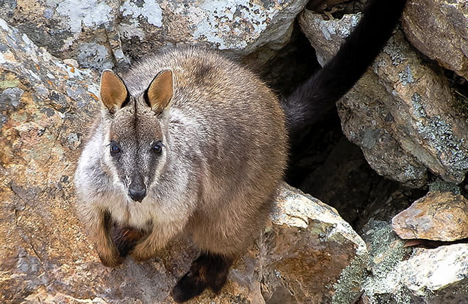 Brush-tailed Rock-wallaby, Petrogale penicillata. Photo credit: Sean Leathers &copy; DPIE