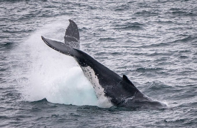 The tail of a whale plunging into the ocean. Photo: Jessica Taunton &copy; the photographer 