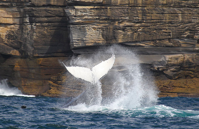 Humpback whale tail. Photo: OEH