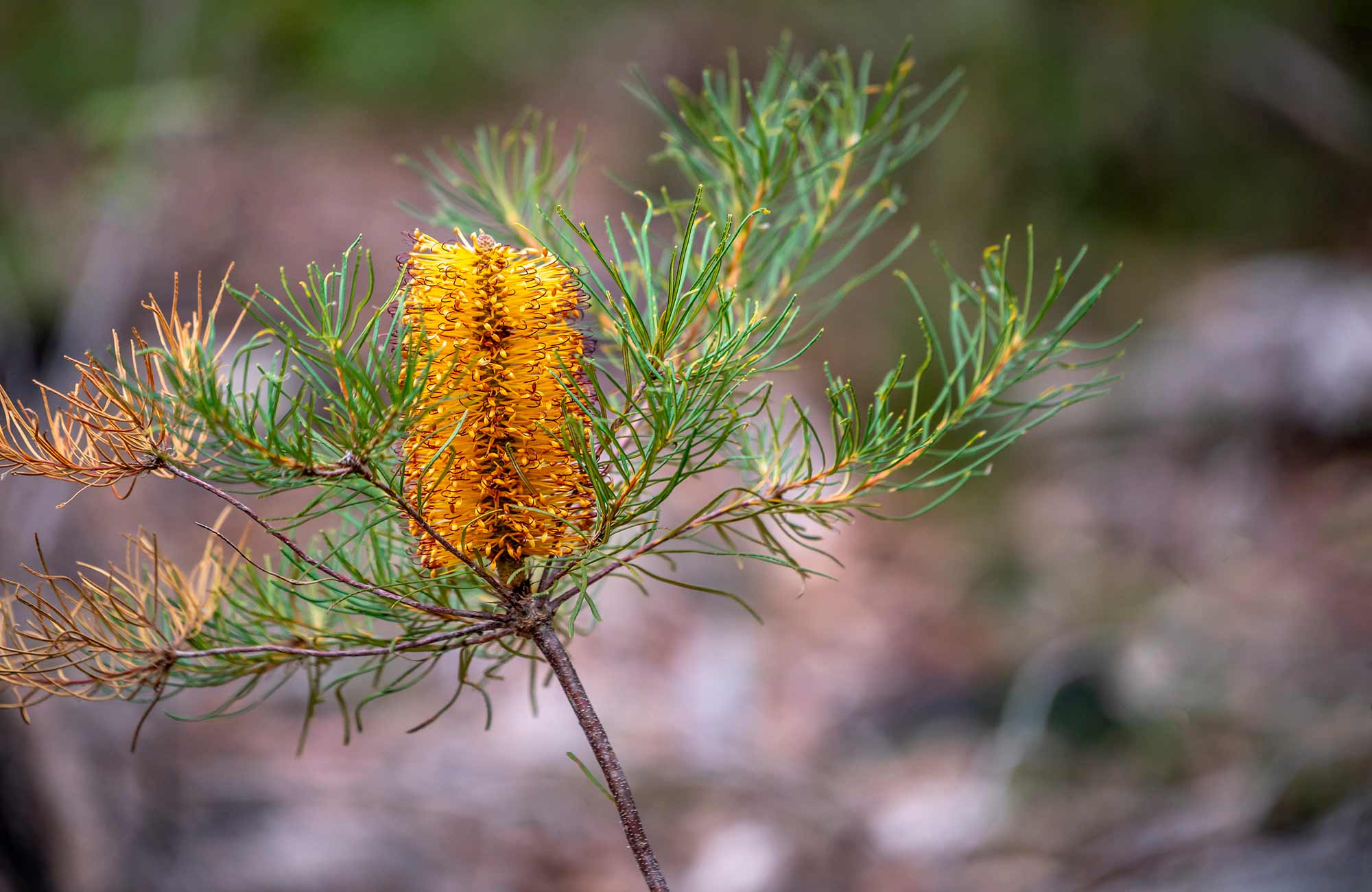 Banksia. Photo: John Spencer/DPIE