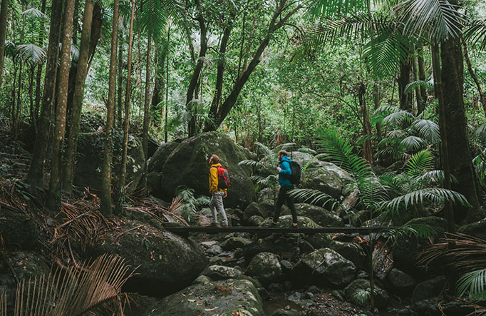 Two men cross a creek bridge through rainforest in Border Ranges National Park. Photo: Branden Bodman/OEH