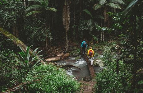 Two men walk across a stream surrounded by rainforest, Border Ranges National Park. Photo: Branden Bodman