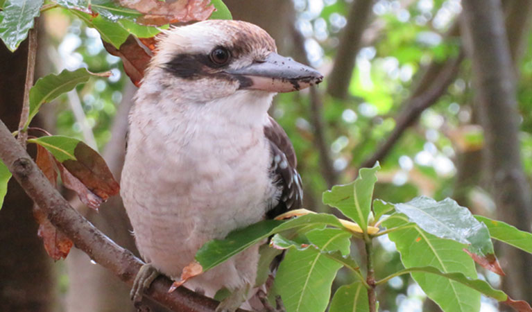 Kookaburra in tree. Photo: K Cooper/OEH