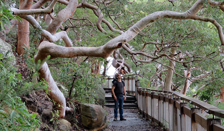 Angophora trees on Bradleys Head boardwalk. Photo: Kerry Cooper/OEH