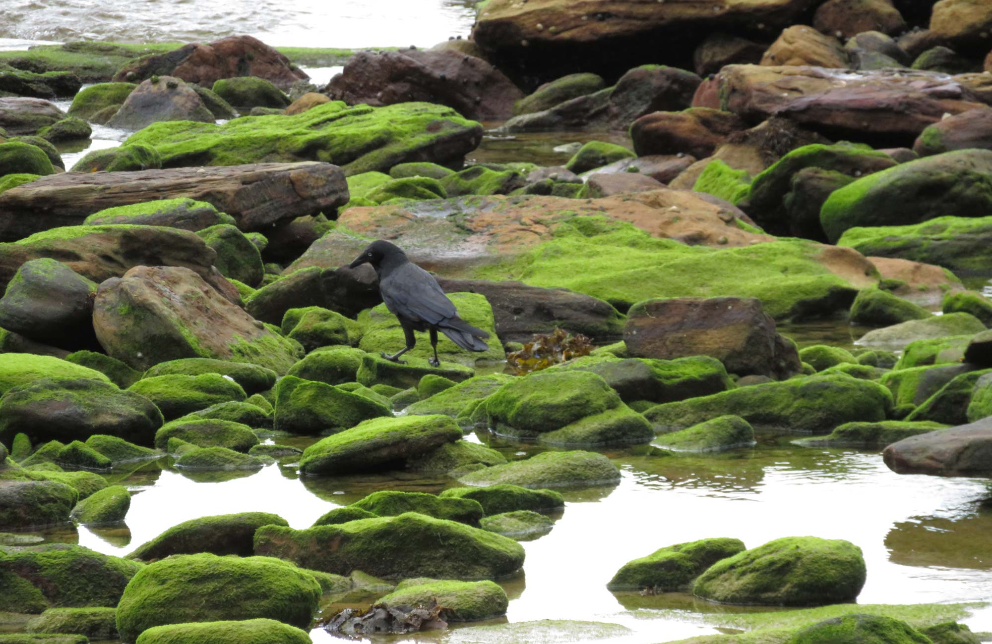 Bird on the rocks in Curracurrang in Royal National Park. Photo: K Cooper/OEH