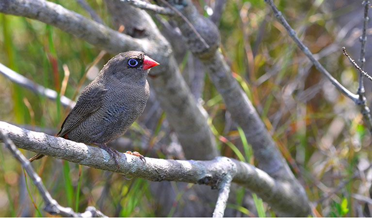 Beautiful firetail bird sitting in tree. Photo: G Dunnett/OEH
