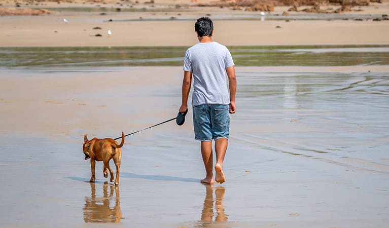 A man walks a leashed dog along a beach. Photo: John Spencer &copy; DPIE