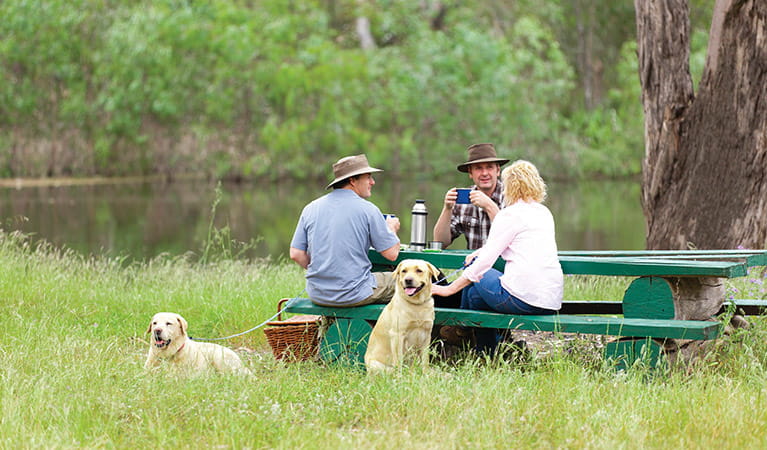 Two dogs sit beside a group of people at a picnic table, Gulpa Island, Murray Valley Regional Park. Photo: David Finnegan &copy; DPIE