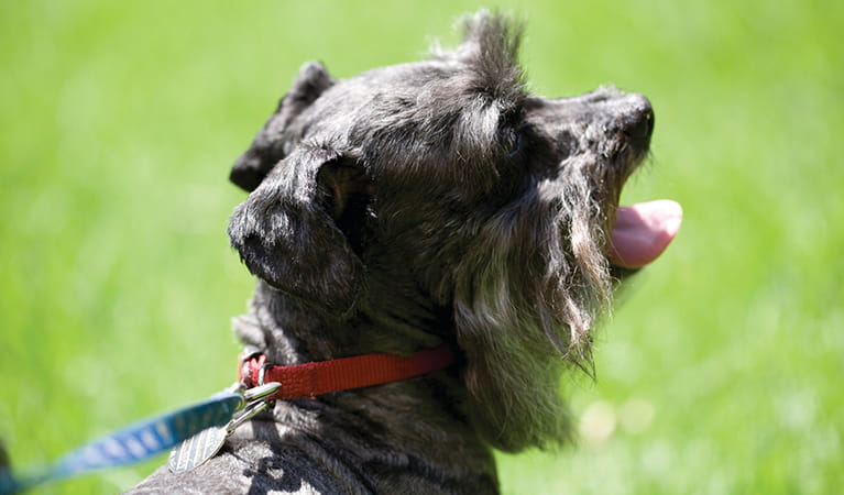 Close-up view of a grey terrier dog. Photo: Rosie Nicolai &copy; Rosie Nicolai