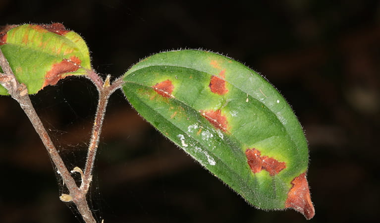 Leaves of a scrub turpentine affected by myrtle rust. Photo: Gavin Phillip &copy; Gavin Phillips