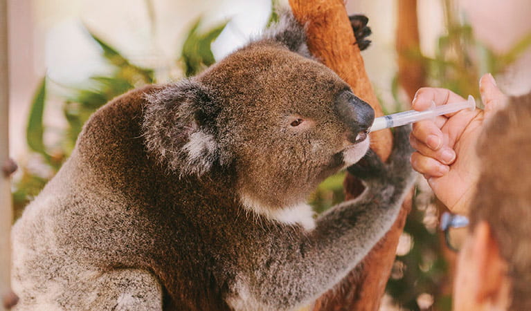 Koala being fed at the Koala Hospital in Port Macquarie. Photo: David Finnegan/DPIE