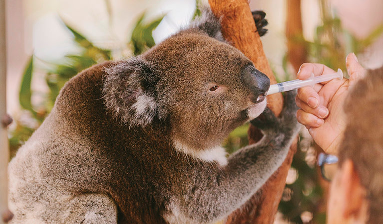 Koala being fed at the Koala Hospital in Port Macquarie. Photo: David Finnegan/DPIE