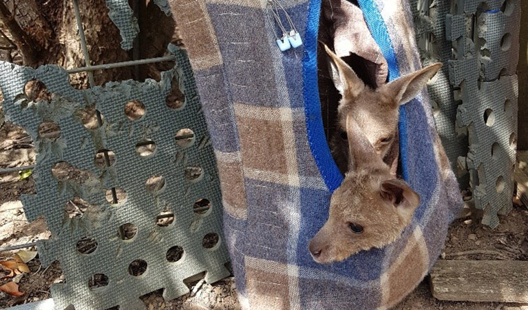 Eastern grey kangaroo joeys in rehabilitation. Photo: Meredith Ryan/DPIE