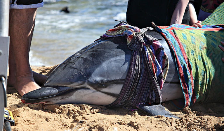 Wildlife rescue of an injured striped dolphin. Photo: Wayne Reynolds/DPIE