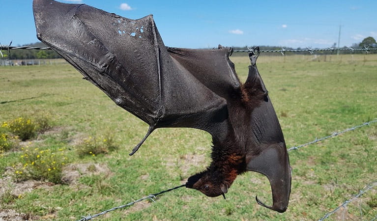 Male subadult black flying-fox, caught in barbed-wire. Photo: Meredith Ryan/DPIE