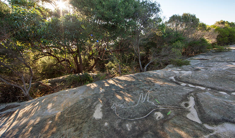 Aboriginal engravings in Royal National Park. Photo: David Finnegan