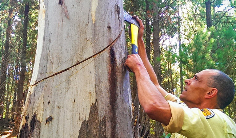 Aboriginal Discovery ranger carving the bark from a tree, Kosciuszko National Park. Photo: Talea Bulger