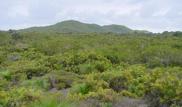 Aboriginal Joint Management, Arakwal National Park. Photo: N Graham