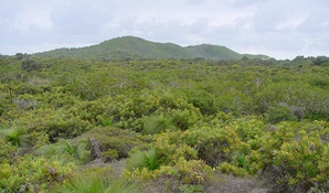 Aboriginal Joint Management, Arakwal National Park. Photo: N Graham