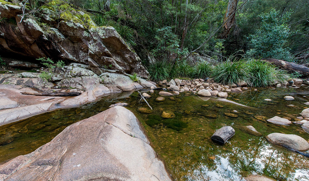 A stream surrounded by greenery in Biamanga National Park, jointly managed by NPWS and the Biamanga Board of Management. Credit: John Spencer &copy; DCCEEW 