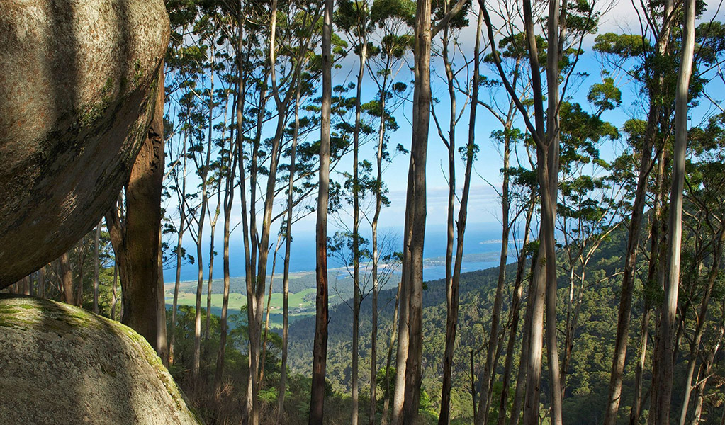 View to the coast from the Granite Tors through trees in Gulaga National Park, jointly managed by NPWS and the Gulaga Board of Management. Credit and &copy;  Stuart Cohen / DCCEEW 