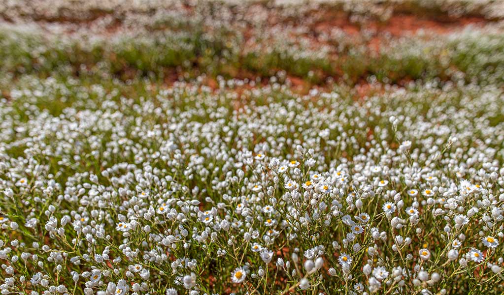 A close up of small white wildflowers in Gundabooka National Park which is jointly managed by NPWS and the Ngemba and Paakandji people. Joshua J Smith &copy; DCCEEW