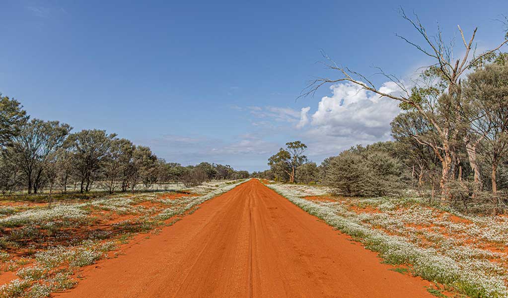 A red dirt road surrounded by wildflowers and trees in Gundabooka National Park, jointly managed by NPWS and the Ngemba and Paakandji people. Joshua J Smith &copy; DCCEEW