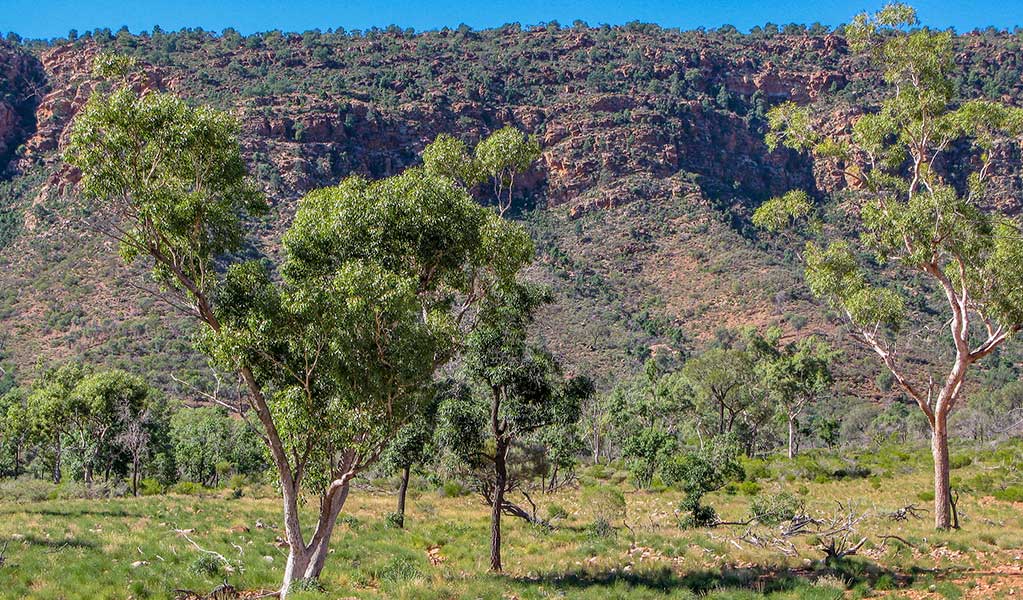 Gum trees, arid shrubland and Bennetts Gorge in Gundabooka National Park. Credit: John Good  &copy; DCCEEW